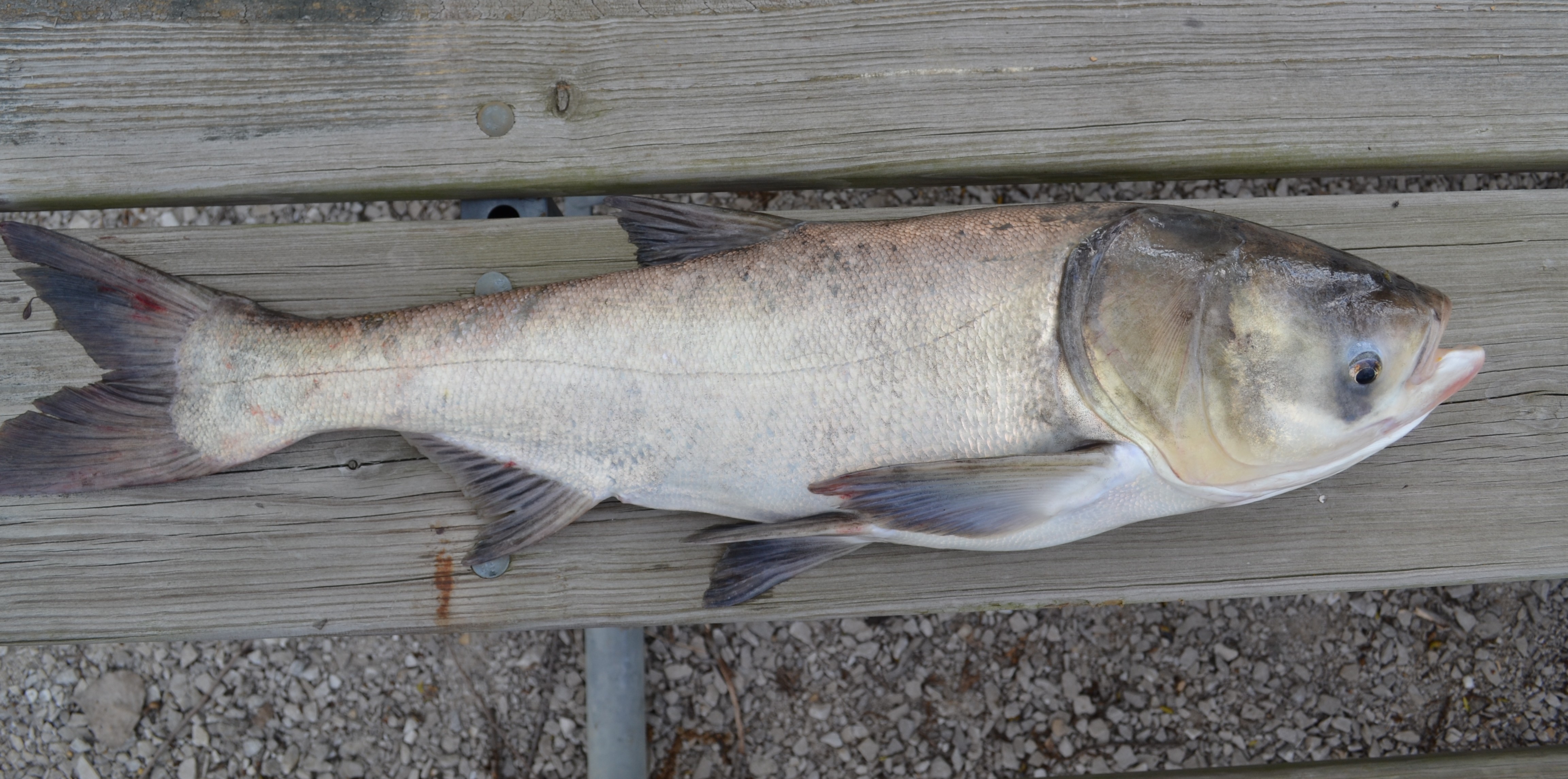 Hypophthalmichthys nobilis