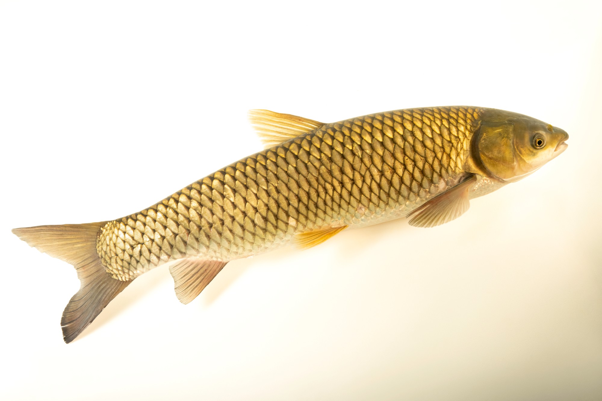 Mylopharyngodon piceus