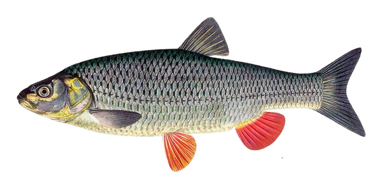 Mylopharyngodon piceus