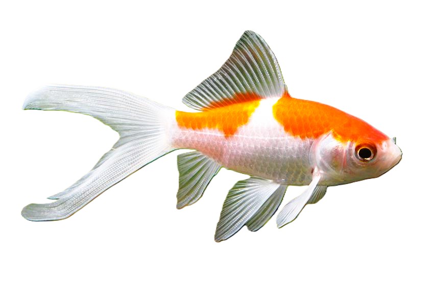 Carassius auratus