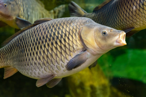 Cyprinus carpio