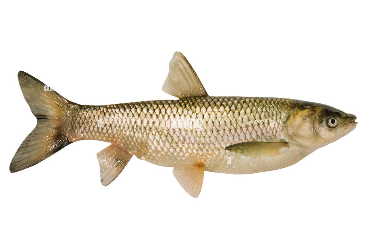 Ctenopharyngodon idella