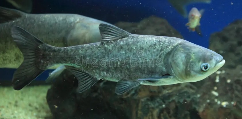 Hypoththalmichthys molitrix